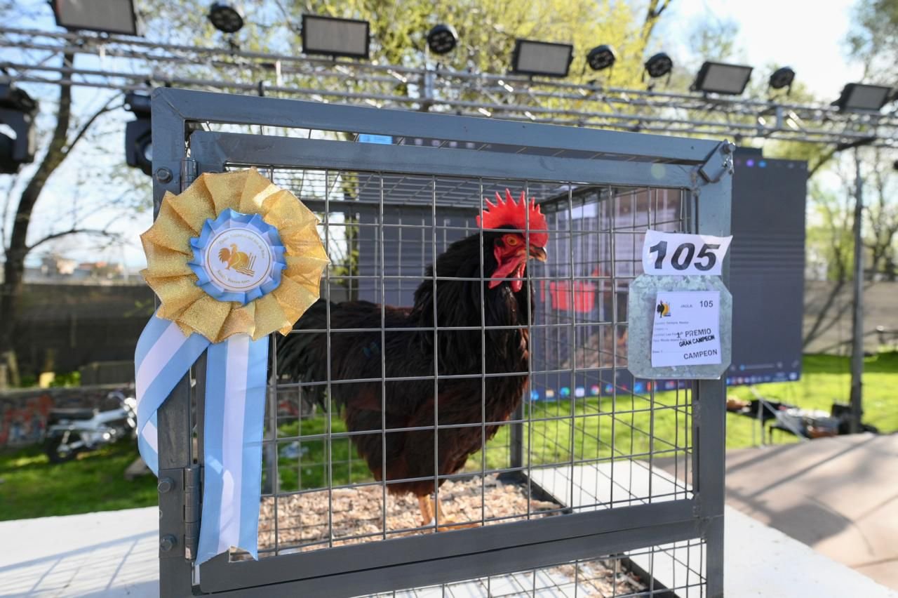 Gran Campeón de la Exposición Avícola