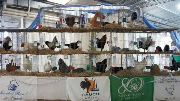 Aves de raza.